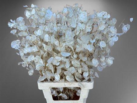 <h4>Lunaria Ann Dry</h4>