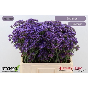 Limonium enchante