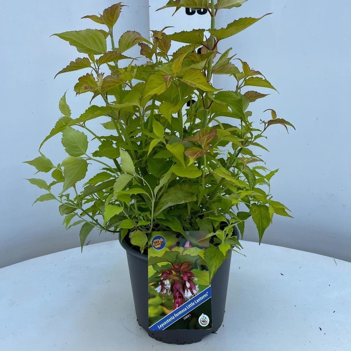 <h4>Leycesteria formosa</h4>