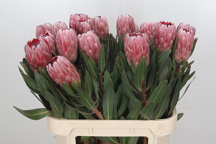 <h4>Protea Pink Ice</h4>