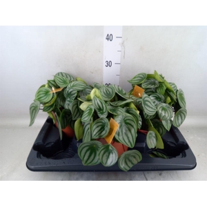 Peperomia argyreia