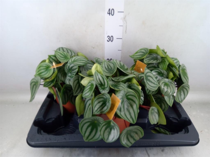 <h4>Peperomia argyreia</h4>
