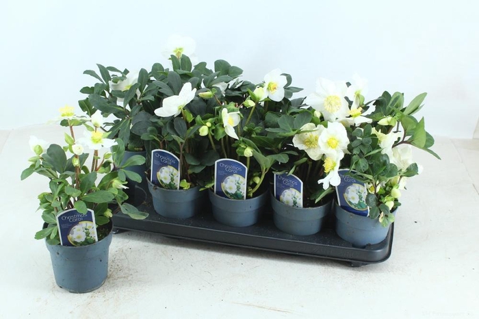 <h4>HELL NI CHR CAROL</h4>