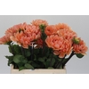 Dahlia Apricot Desire