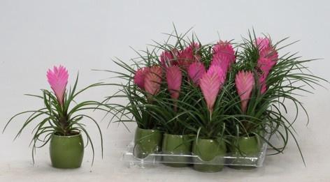 <h4>TILL CYANEA ANITA</h4>