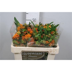 Ascl Tuberosa