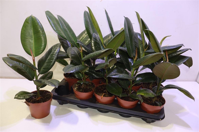 <h4>Fic El Robusta</h4>