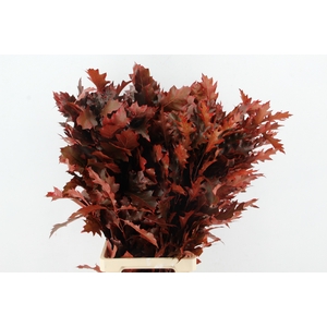 QUERC RUBRA 80CM RED
