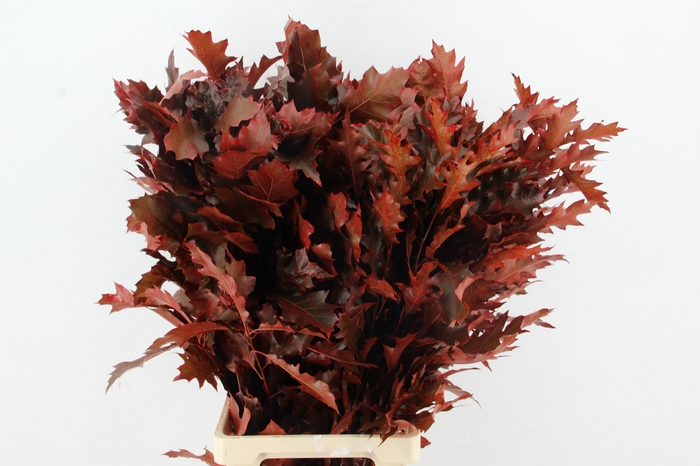 <h4>QUERC RUBRA 80CM RED</h4>