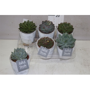 Echeveria Gemengd White Wash Keramiek