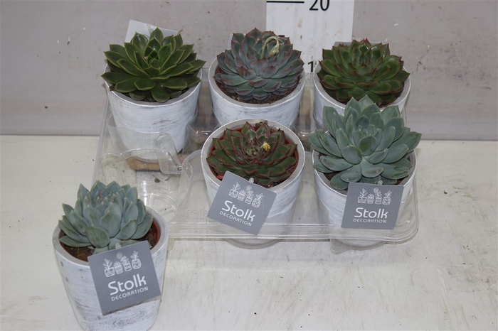 Echeveria Gemengd White Wash Keramiek