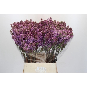 Lilac Vulg Ruhm Von Horstenstein