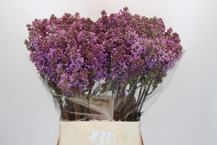 <h4>Lilac Vulg Ruhm Von Horstenstein</h4>