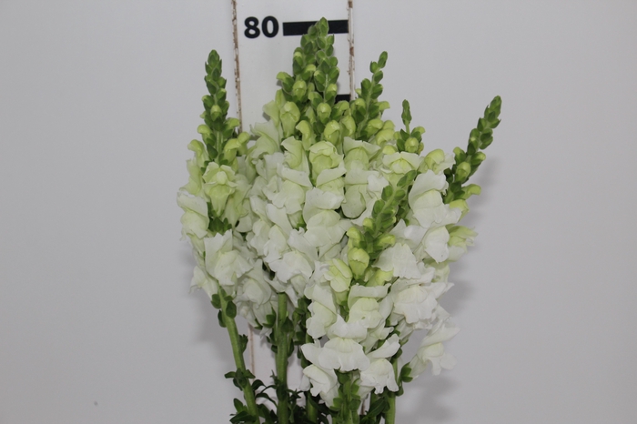 <h4>BOCA DE LEAO POTOMAC WHITE 070 CM</h4>