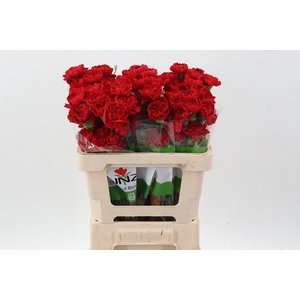 Di St Red Gransole 50cm