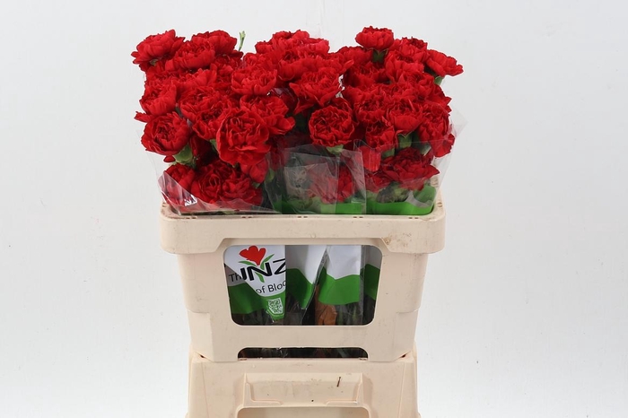 <h4>Di St Red Gransole 50cm</h4>