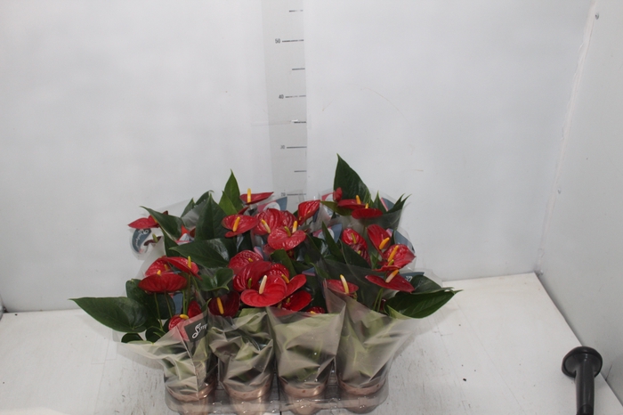 <h4>ANTHURIUM RED SUCCESS P09</h4>