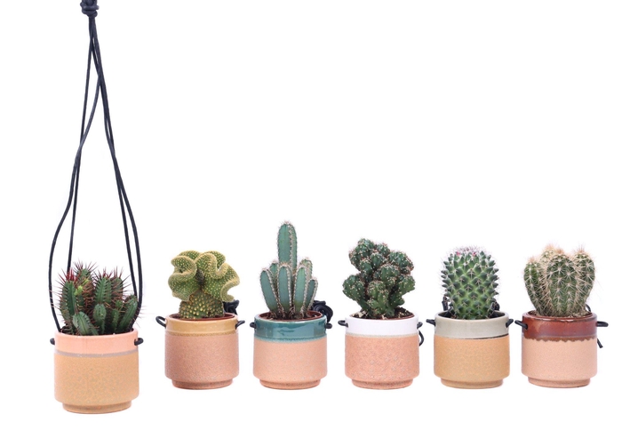 <h4>Cactus mix 8,5 cm in Kota Cina hangpot</h4>