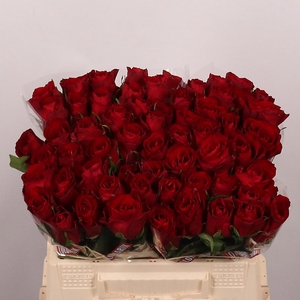 R GR MADAM RED