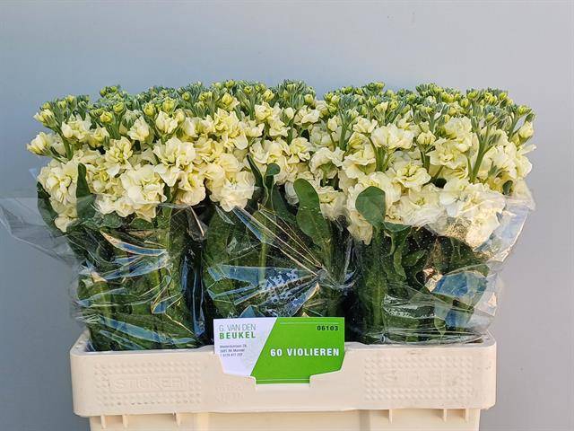 Matth Stox Yellow Beukel