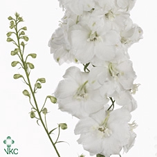 Delph Du Aurora White