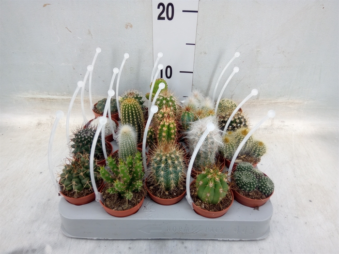 <h4>Cactus   ...mix</h4>