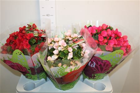 <h4>Beg En Betulia Gem</h4>