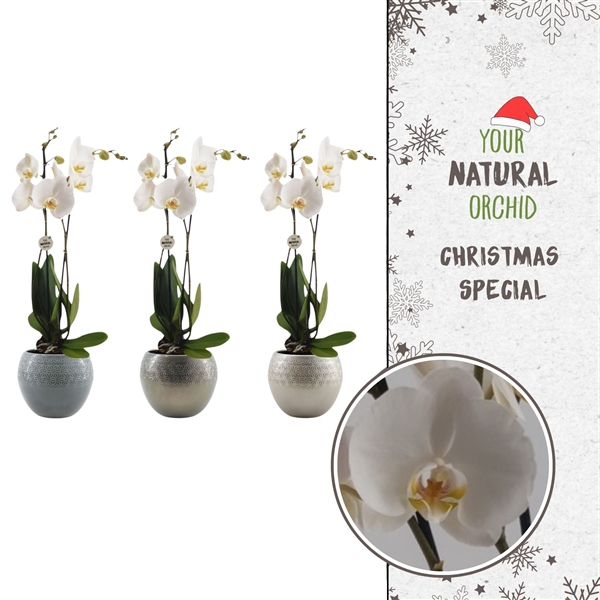 <h4>Phalaenopsis Anthura Nottingham</h4>