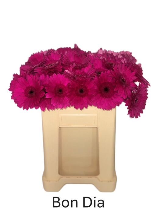 <h4>GE GR BON DIA</h4>