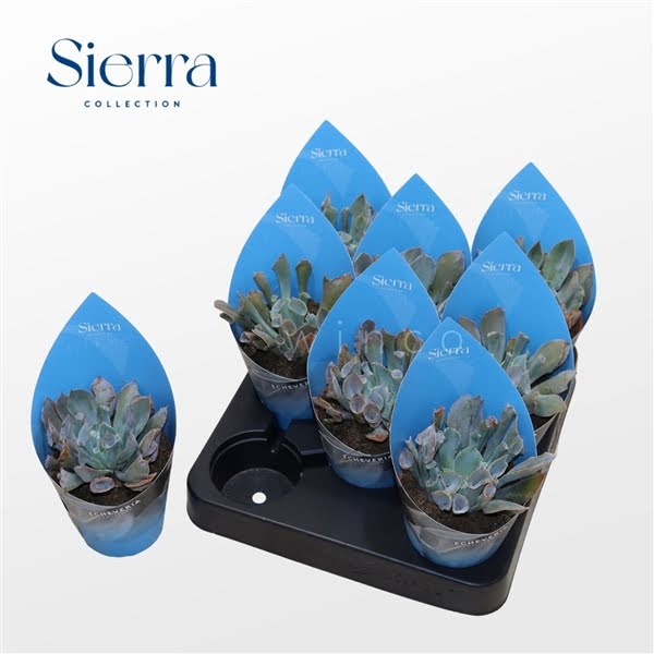 <h4>Echeveria Trumpet (Sierra)</h4>