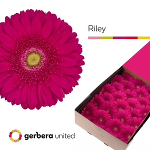 Gerbera Riley Doos