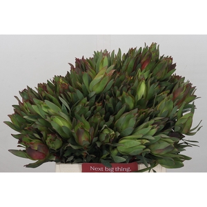 Leucadendron Highlight