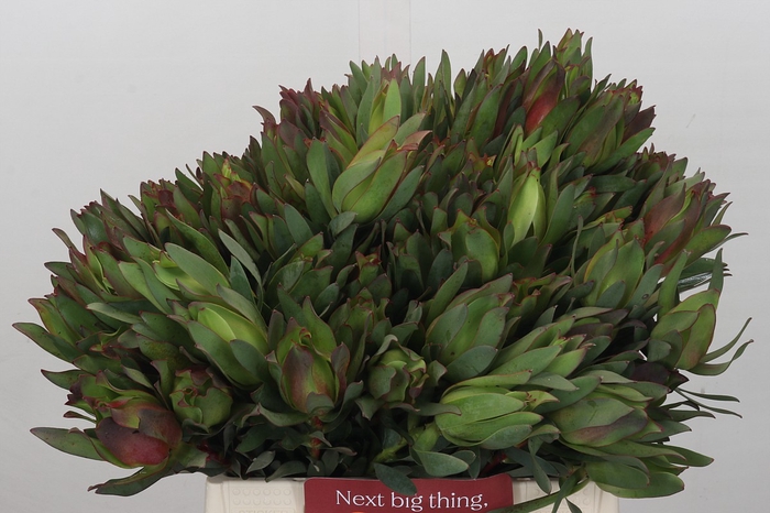 <h4>Leucadendron Highlight</h4>