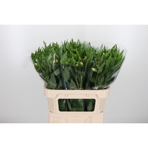 Alstroemeria White Swan 90 Gram