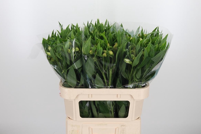 <h4>Alstroemeria White Swan 90 Gram</h4>