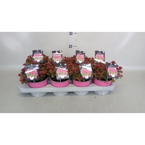 Sedum spurium 'Spot on deep Rose'