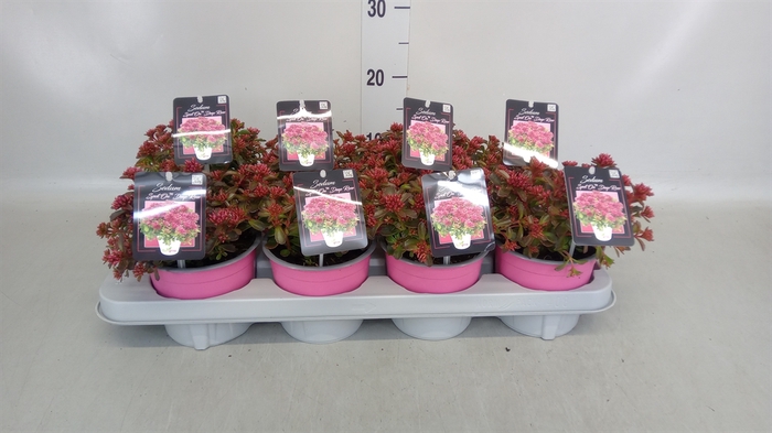 <h4>Sedum spurium 'Spot on deep Rose'</h4>