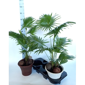 LIVISTONA ROTUNDIFOL