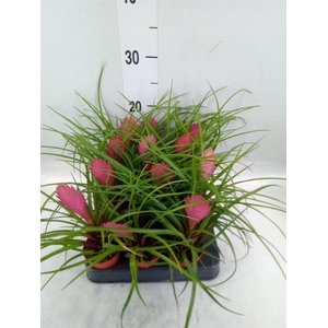 Tillandsia cyanea