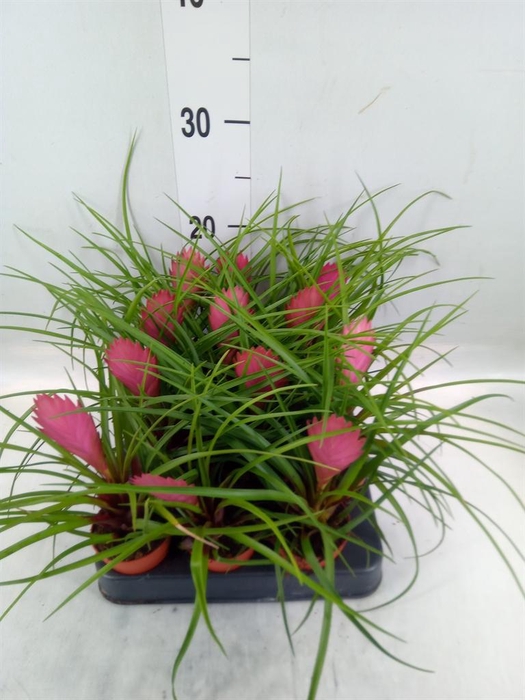 <h4>Tillandsia cyanea</h4>