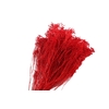 Broom Bloom Red