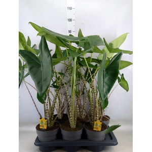 Alocasia zebrina