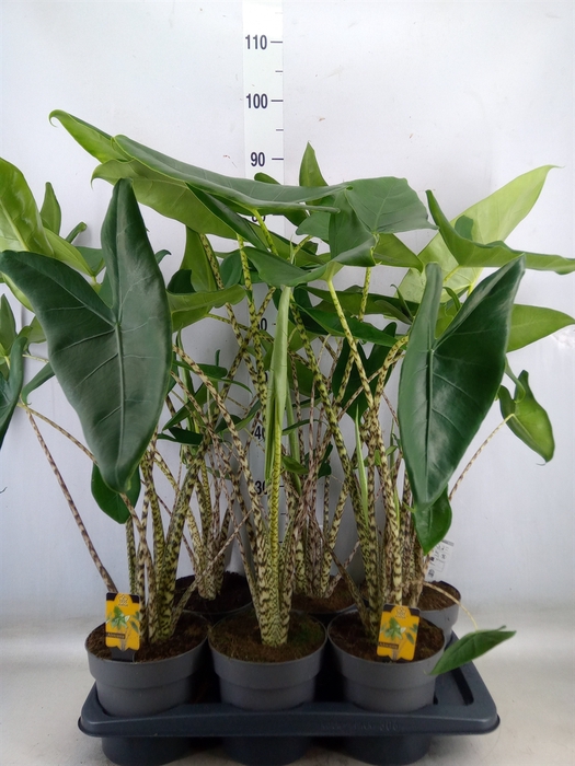 <h4>Alocasia zebrina</h4>