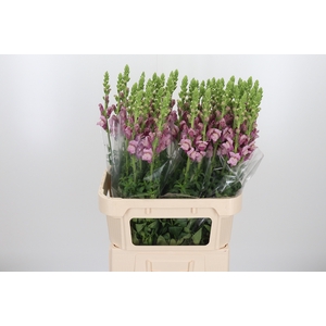 Ant Maryland Lavendel