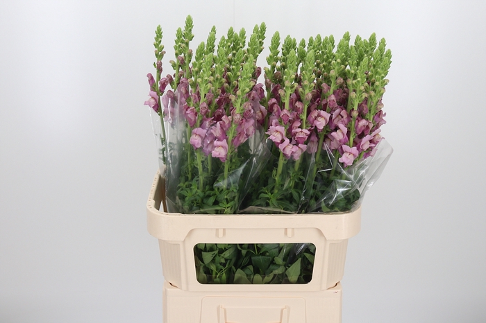 <h4>Ant Maryland Lavendel</h4>