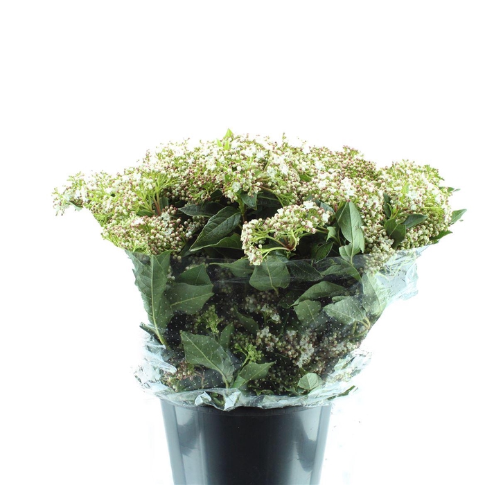 <h4>Viburnum Macro Fiore</h4>