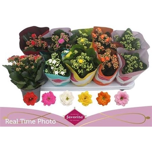 KAL GE PERF GEM 6 KL