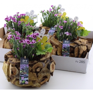 ARR TUINPLANTEN