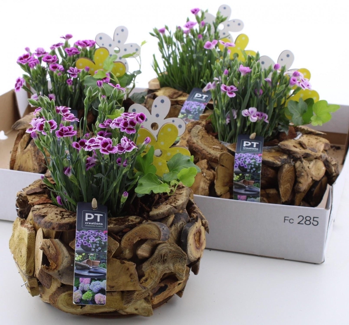<h4>ARR TUINPLANTEN</h4>