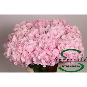 HYDR M CH VERENA